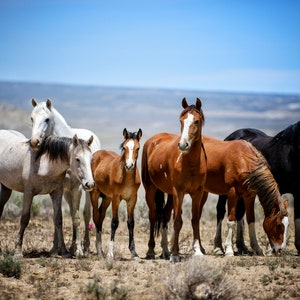 Wild Horses in Colorado * Fine Art Print * Animal Photography * Nature Photography Print * Wall Art Print * Rustic * Horse Art * Mustang