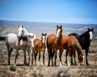 Wild Horses in Colorado * Fine Art Print * Animal Photography * Nature Photography Print * Wall Art Print * Rustic * Horse Art * Mustang