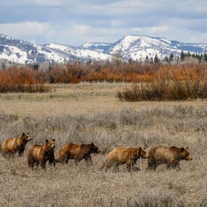 Celebrity Grizzly Bear 399 and her Four Yearling Cubs * Fine Art Print * Animal Photography * Nature Photography Print *  Wall Art * Rustic