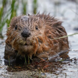 Adorable Baby Beaver Award Winning Fine Art Print Animal Photography Nature Photography Print Wall Art Print Rustic Grand Teton image 1