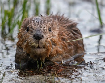 Adorable Baby Beaver * Award Winning Fine Art Print * Animal Photography * Nature Photography Print * Wall Art Print * Rustic * Grand Teton