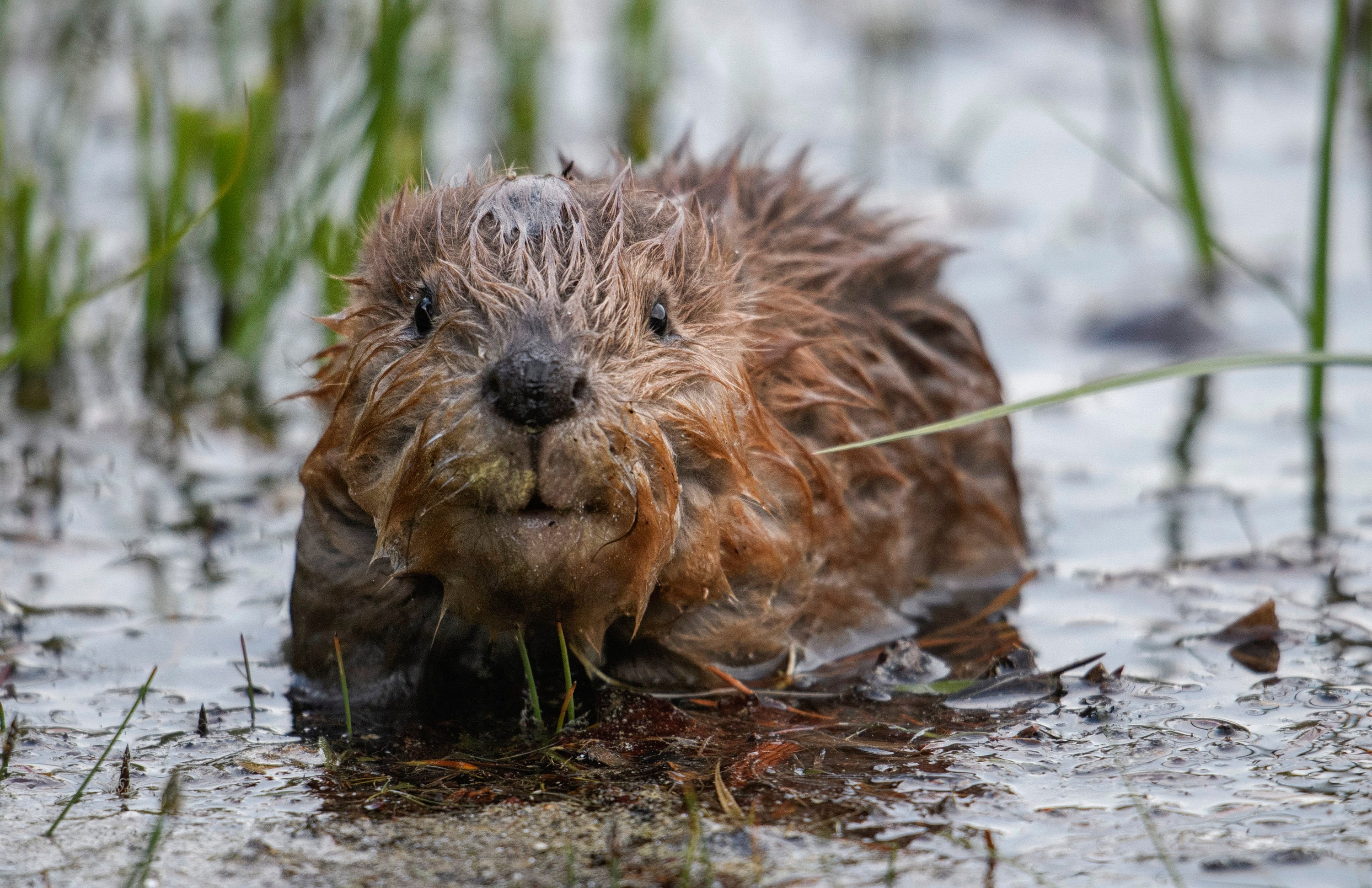 Adorable Baby Beaver Award Winning Fine Art Print Animal Photography Nature  Photography Print Wall Art Print Rustic Grand Teton -  Canada