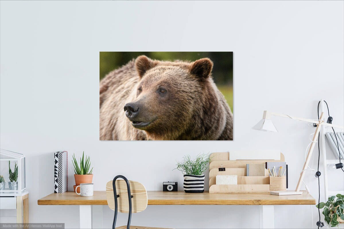 Jackson Hole Celebrity Grizzly Bear 610 Close-up Fine Art - Etsy