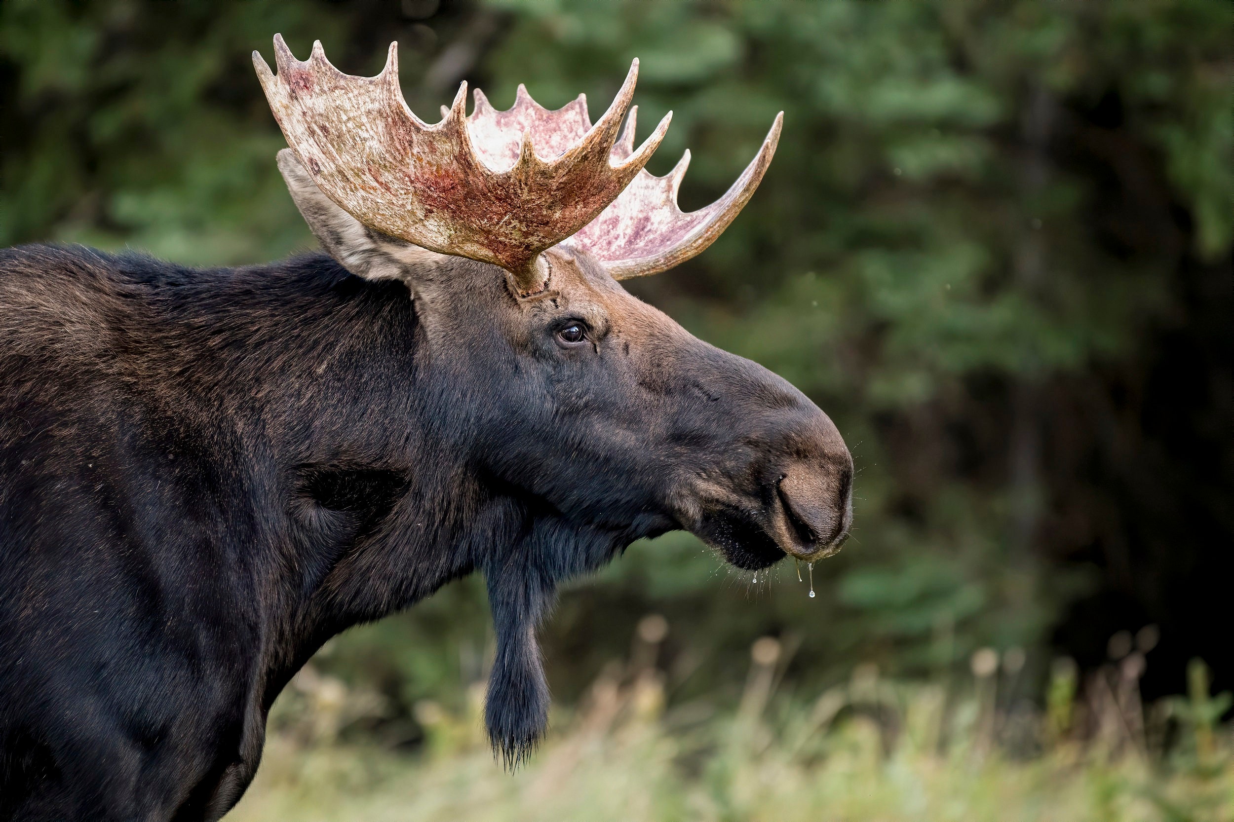 Bull Moose Portrait Fine Art Print Animal Photography | Etsy