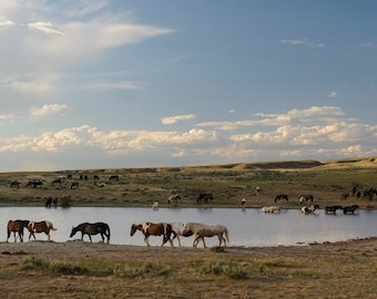 Wild Horse Panorama * Wyoming * Fine Art Print * Animal Photography * Cowboy Art * Nature Photography * Mustangs * Rustic * Horse Wall Art