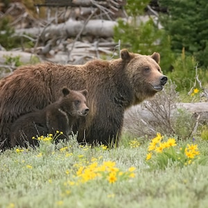 Celebrity Grizzly Bear 399 and her Record Cub &#39;Spirit&#39; in 2023 * Animal Photography * Nature Photography Print *  Wall Art Print * Rustic