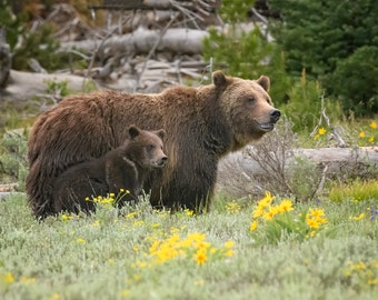 Celebrity Grizzly Bear 399 and her Record Cub &#39;Spirit&#39; in 2023 * Animal Photography * Nature Photography Print *  Wall Art Print * Rustic