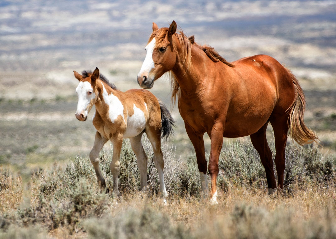 Wild Horse Mare and Foal Fine Art Print, Colorado Nature Photography - Etsy
