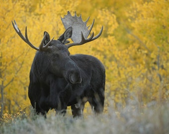 Bull Moose * Fine Art Print * Animal Photography * Nature Photography Print * Wall Art Print * Rustic * Grand Tetons * Aspen * Fall Foliage