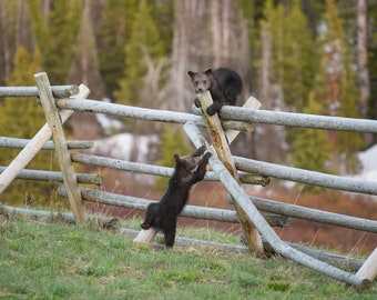 Grizzly Bear Cubs Playing on a Fence * Fine Art Print * Animal Photography * Nature Photography Print *  Wall Art Print * Yellowstone Tetons