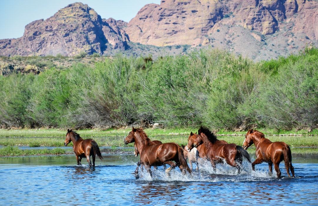 Salt River Wild Horses Running Fine Art Print Animal Photography Nature
