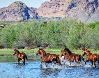 Salt River Wild Horses Fine Art Print, Arizona Nature Photography