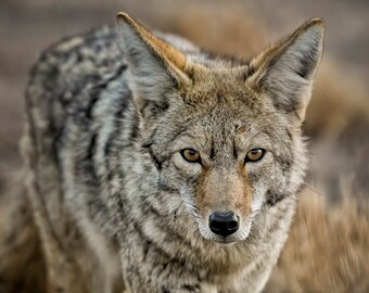 Beautiful Coyote * Fine Art Print * Animal Photography * Nature Photography Print * Wall Art Print * Rustic * New Mexico * Dog * Wild