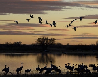 Sandhill Cranes at Sunset * Bosque del Apache * Fine Art Print * Bird Photography * Nature Photography Print *  Wall Art Print * Rustic