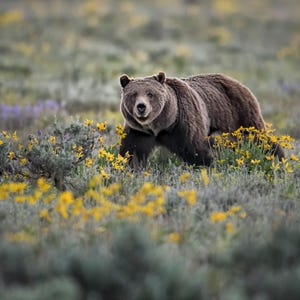 Grizzly 399 in Wildblumen * Pilgrim Creek * Donate * Grand Teton * Wyoming * Verteidigen * Schützen * Wildtier *