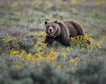Grizzly 399 in Wild Flowers * Pilgrim Creek * Donate * Grand Teton * Wyoming * Defend * Protect * Wildlife *