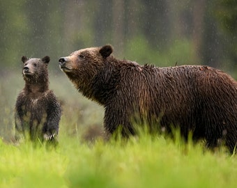 Celebrity Grizzly Bear 399 and her Record Cub 'Spirit' in 2023 on a Rainy Day* Animal Photography * Nature Photography Print *  Wall Art