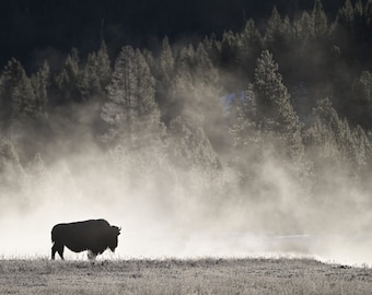 Könnte beinhalten: Eine Silhouette eines Bisons, der durch einen nebelverhangenen Wald geht. Der Bison ist im Vordergrund, der Wald im Hintergrund. Der Nebel ist dick und weiß, und die Sonne scheint hindurch.