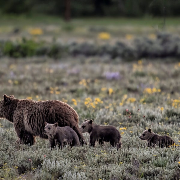 Celebrity Grizzly Bear 399 and her Four Cubs * Fine Art Print * Animal Photography * Nature Photography Print *  Wall Art Print * Rustic