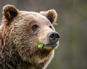 Grizzly Bear Portrait * Fine Art * Animal Photography * Nature Photography Print *  Wall Art Print * Rustic * 610 * Tetons * Jackson Hole
