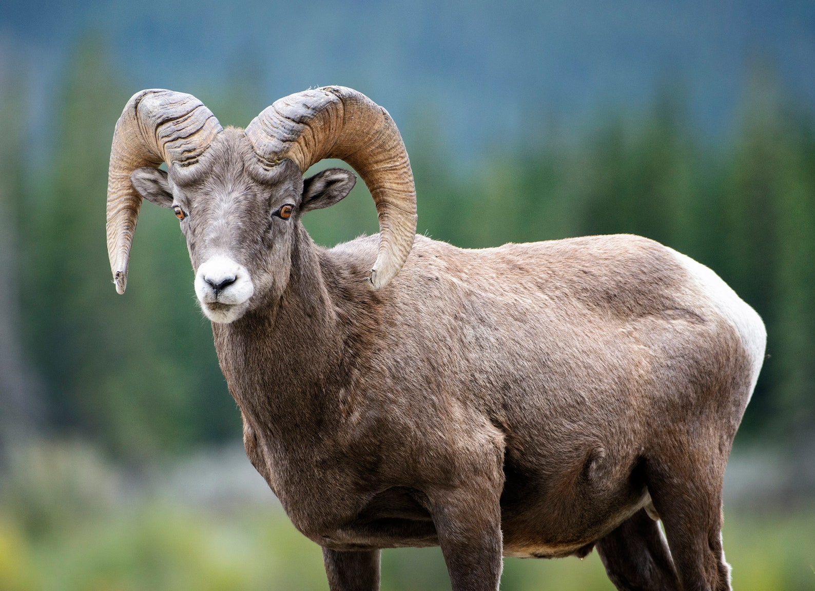 Bighorn Sheep Ram Fine Art Print Animal Photography Nature Photography ...