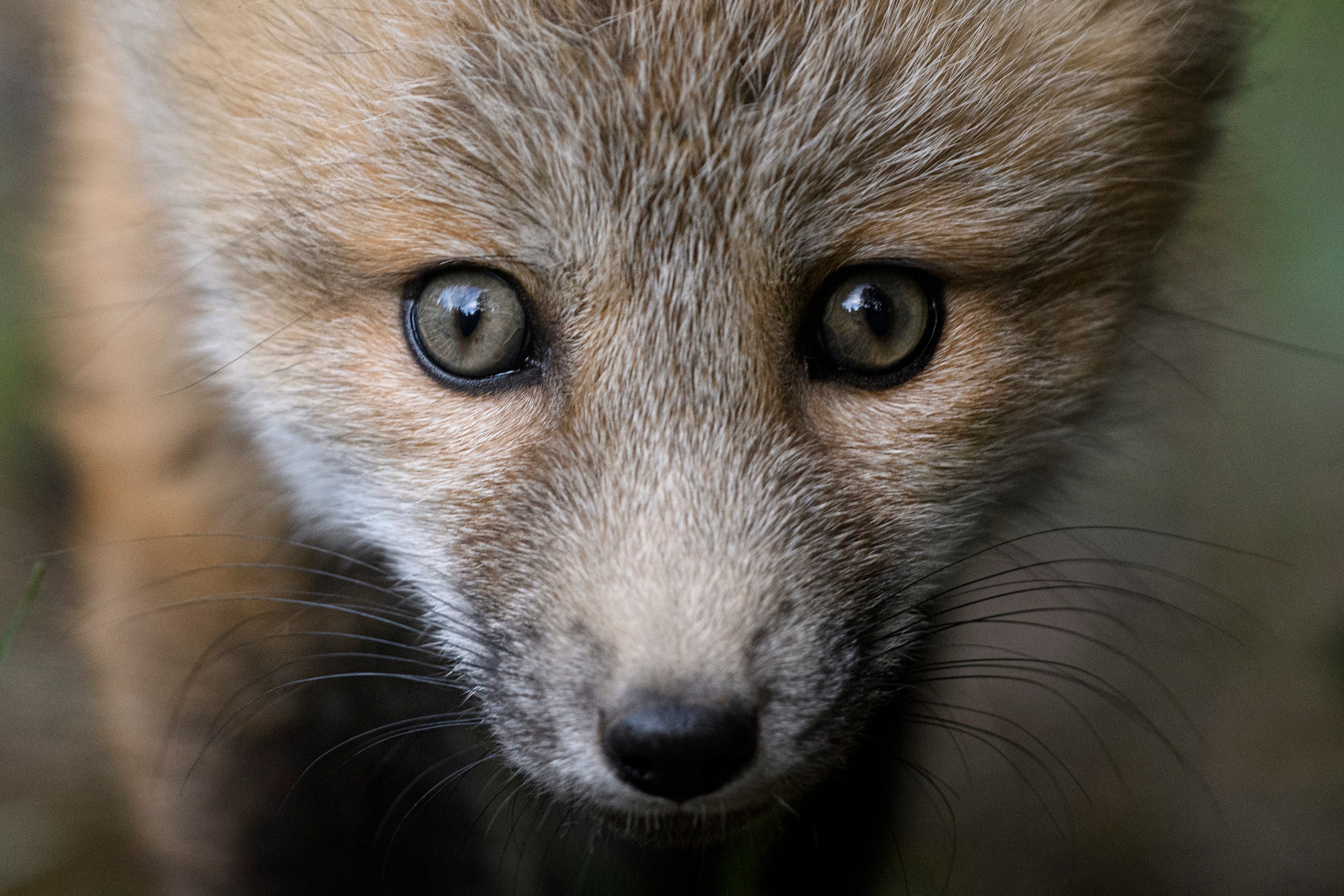 Fox Kit Close-Up * Fine Art Print * Animal Photography * Nature Photography Print * Baby Animal * Wall Art * Grand Teton * Children Room