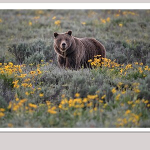 Juego de 12 tarjetas de felicitación de la famosa Grizzly Bear 399 * Incluye sobres * Tarjetas de notas * Papelería * Dobladas * Interior en blanco * Para todas las ocasiones