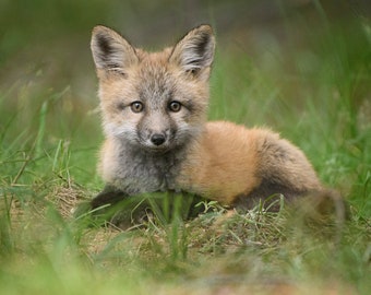 Fox Kit * Fine Art Print * Animal Photography * Nature Photography Print * Baby Animal * Wall Art * Rustic * Grand Teton * Children Room