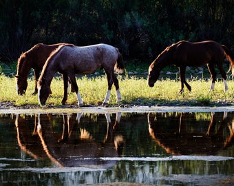 Salt River Wild Horses at Sunset * Fine Art Print * Mustangs * Nature Photography Print * Wall Art Print * Rustic * Horse Wall Art * Arizona