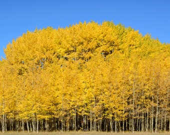 Colorado Gold * Fine Art Print * Aspen Fall Foliage * Photography * Nature Photography Print * Wall Art Print * Rustic * Fall Colors