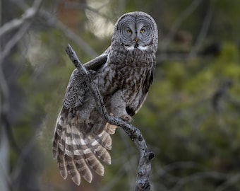 Great Gray Owl Wing Stretch * Fine Art Print * Animal Photography * Nature Photography Print * Wall Art Print * Rustic * Grand Teton