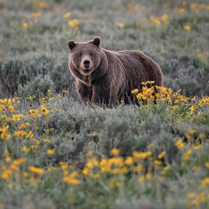 Impresión de oso grizzly 399, fotografía de vida silvestre de Grand Teton