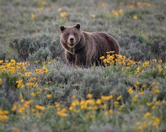 Famous Grizzly Bear 399 in Wildflower Meadow * Fine Art Print * Animal Photography * Nature Photography Print * Wall Art Print * Rustic