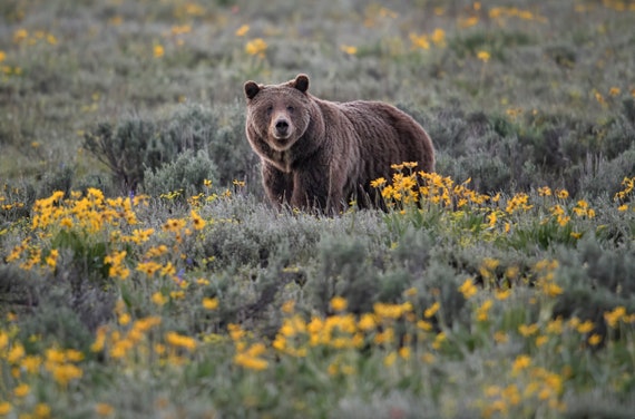 Grizzly Bear 399 Print, Grand Teton Wildlife Photography