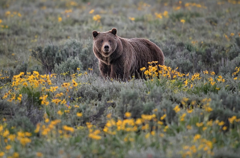 May include: A brown grizzly bear stands in a field of yellow wildflowers and green foliage. The bear is facing the camera, with its fur appearing thick and textured. The scene is set in a natural environment, with soft lighting.