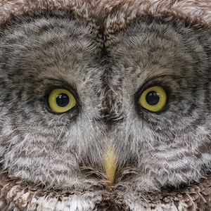 Great Gray Owl Portrait * Fine Art Print * Animal Photography * Nature Photography Print * Wall Art Print * Rustic * Grand Teton