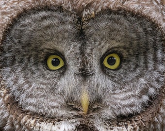 Great Gray Owl Portrait * Fine Art Print * Animal Photography * Nature Photography Print * Wall Art Print * Rustic * Grand Teton