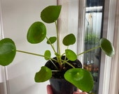 Pilea Chinese money plant aka friendship plant