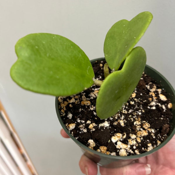 Plante coeur Hoya