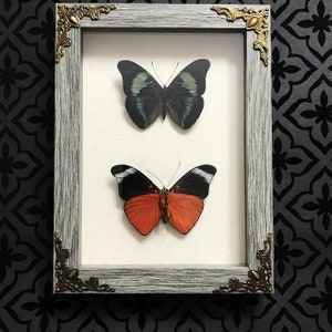 Red Flasher Mounted Butterfles