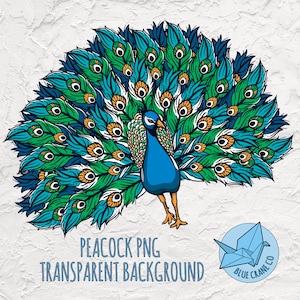 May include: A blue and green peacock with its tail feathers spread out in a fan shape. The peacock is drawn in a cartoon style with a white background.