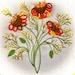 alicebee