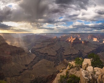 Lonely Pines in the Grand Canyon Digital Download
