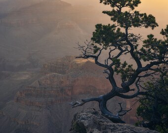 Juniper Pine Grand Canyon Metal Print, National Park Art, Southwestern Art, USA Landmark, Fine Art Photo, Arizona Landscape Print