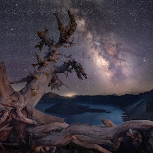 May include: A gnarled, weathered tree trunk with exposed roots stands against a backdrop of a starry night sky. The Milky Way galaxy stretches across the sky, with a lake and distant mountains in the background.