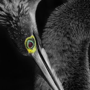 Black and White Anhinga Digital Download, Wildlife Photograph, Snake Bird, Nature Photography, Printable Fine Art, Florida Wildlife Photo