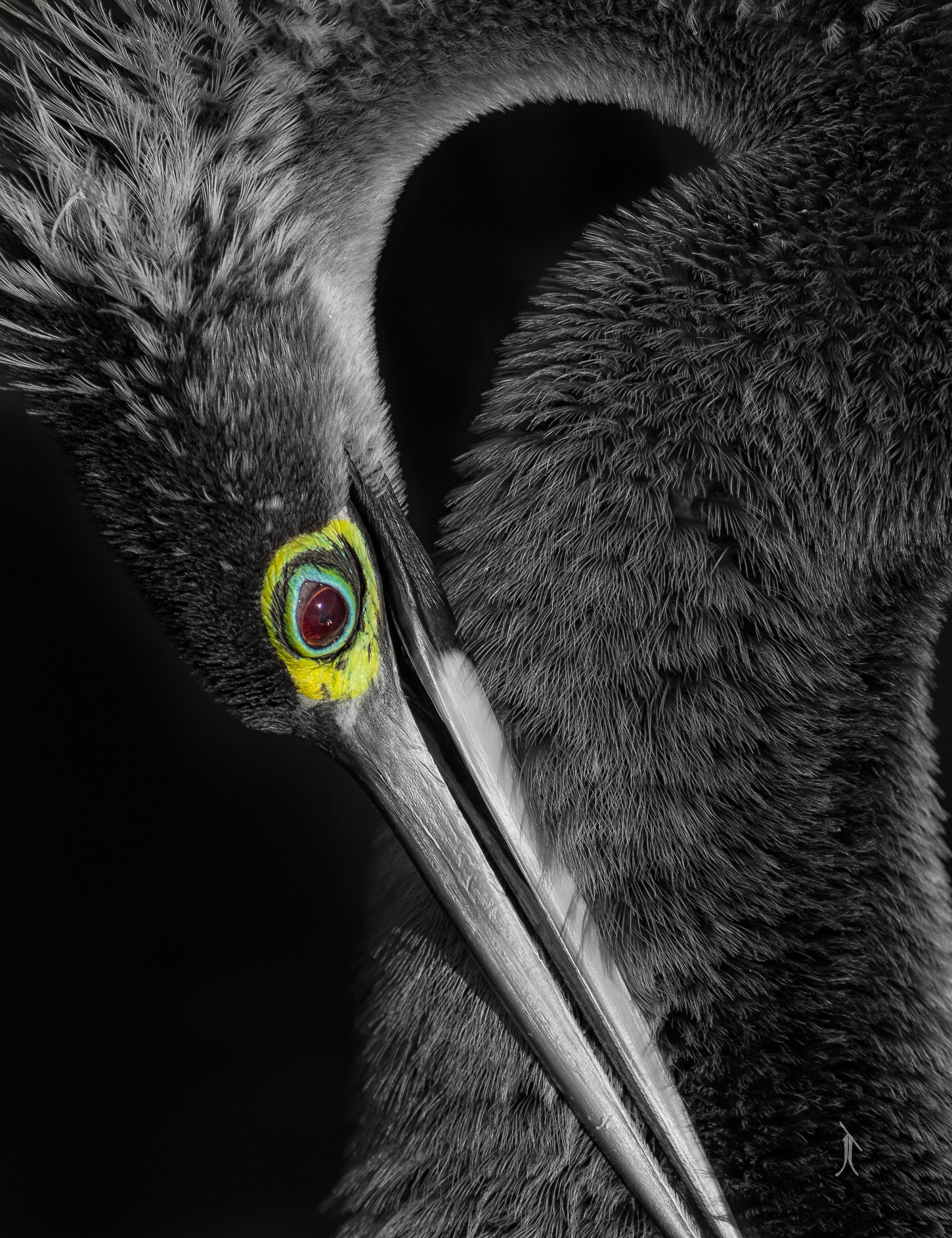 Black and White Anhinga Digital Download, Wildlife Photograph, Snake ...