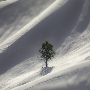 Könnte beinhalten: Ein einzelner, grüner Kiefernbaum steht allein auf einem schneebedeckten Berghang. Der Schnee ist weiß und der Berg ist mit einer Schicht frischen Schnees bedeckt.