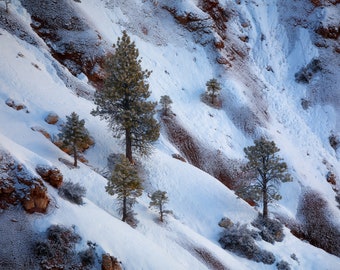 Black Bark Pines Parque Nacional Bryce Canyon Descarga Digital, Paisaje De Invierno, Foto de Bellas Artes, Impresión Parque Nacional, Montaña Cubierta de Nieve