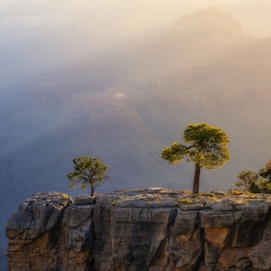 Könnte beinhalten: Zwei Bäume stehen auf einer felsigen Klippe und blicken auf einen riesigen Canyon. Der Canyon ist in Nebel gehüllt, was eine neblige, ätherische Atmosphäre erzeugt. Die Bäume sind vor den fernen Bergen silhouettiert und verleihen der Szene ein Gefühl von Einsamkeit und Ruhe.